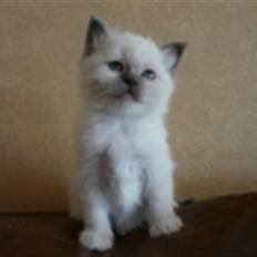 Hellig Birma GiaGuyon's Divine Emotion