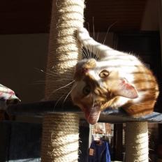 Blanding af racer Bast