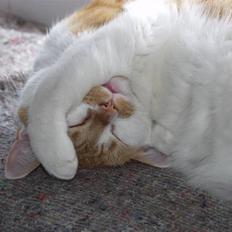 Blanding af racer Bast