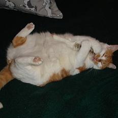 Blanding af racer Bast