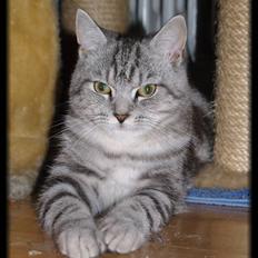 Blanding af racer Bufas