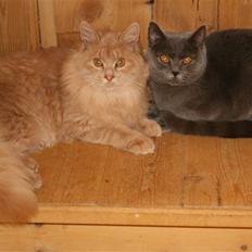 British Shorthair Moore Beauty Dee