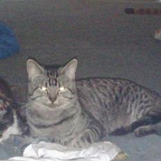 Blanding af racer Laban (R.I.P.)