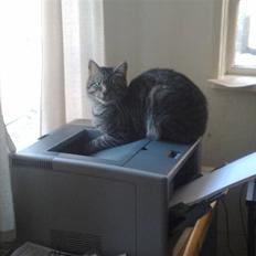 Blanding af racer Laban (R.I.P.)