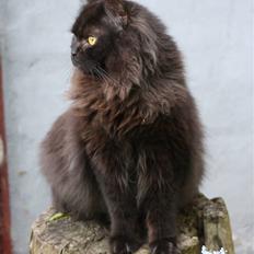 Blanding af racer Bumle*død*