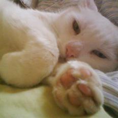 Huskat kulok R.I.P min prins!