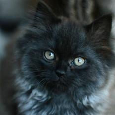 Blanding af racer Bumle*død*