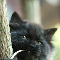 Blanding af racer Bumle*død*