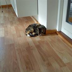 Huskat Mercedes <"33 til salg