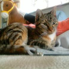 Huskat Mercedes <"33 til salg