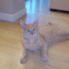 Blanding af racer ¤¤¤ Mikkel¤¤¤ R.I.P~~~