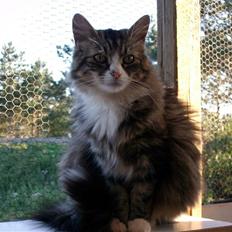 Blanding af racer malli R.I.P