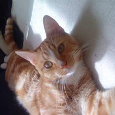 Blanding af racer bølle-mis