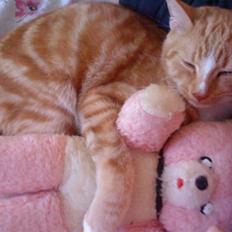 Blanding af racer bølle-mis