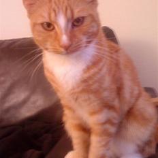 Blanding af racer bølle-mis