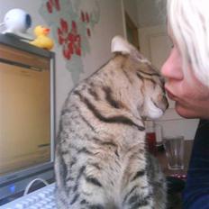 Blanding af racer Hr.Fluffy