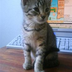 Blanding af racer Hr.Fluffy