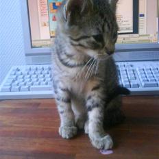 Blanding af racer Hr.Fluffy