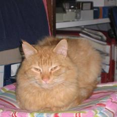 Blanding af racer Mid Mid