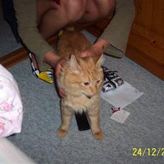 Blanding af racer Mid Mid