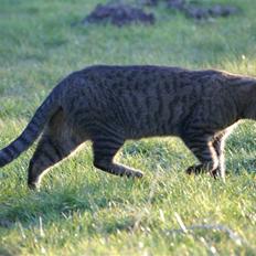 Blanding af racer Garfield RIP