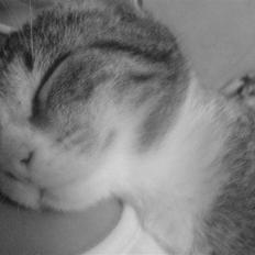 Huskat Tumle (RIP t 2008)