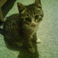 Huskat Tumle (RIP t 2008)