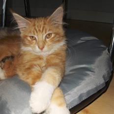 Maine Coon Gibbs (solgt)