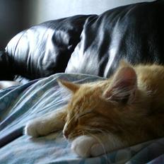 Maine Coon Gibbs (solgt)