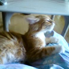 Maine Coon Gibbs (solgt)