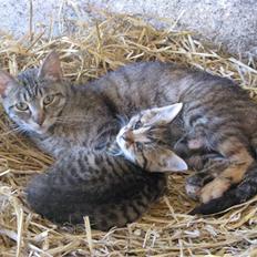 Huskat SKATTEKILLING*I himlen*†