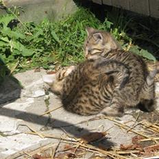 Huskat SKATTEKILLING*I himlen*†