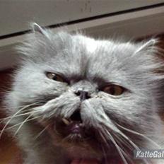 Perser Samson R.I.P 19/5-2010