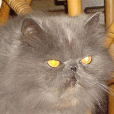 Perser Samson R.I.P 19/5-2010