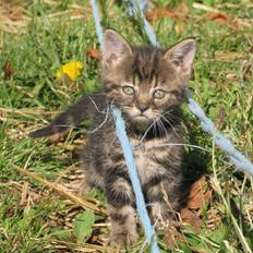 Huskat Smiley **BORTGIVET**