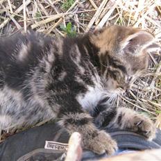 Huskat Smiley **BORTGIVET**