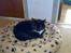 Blanding af racer katte mis