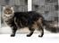 Maine Coon Cosmo 