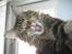 Maine Coon Cosmo 