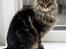 Maine Coon Cosmo 