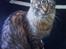 Maine Coon Splif - Splif...