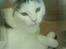 Huskat Mis