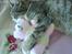 Huskat Zoey - Godnat Zoey + Bamse :)