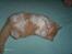 Blanding af racer Floffi baby chiller
