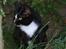 Huskat Gerda *R.I.P*