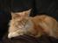 Maine Coon Bitten *R.I.P*