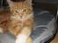 Maine Coon Gibbs (solgt)