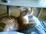 Maine Coon Gibbs (solgt)