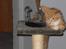 Maine Coon Gibbs (solgt)