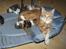 Maine Coon Gibbs (solgt)